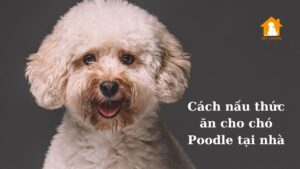 Những cách nấu thức ăn cho chó Poodle tại nhà