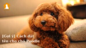 Đặt tên cho chó Poodle nhà bạn