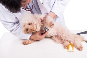 Thời gian động dục của chú chó Poodle cái