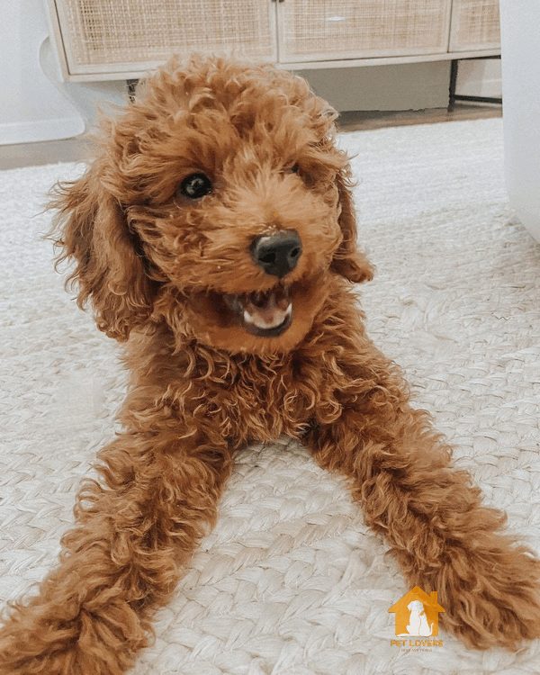 Chó Poodle lai Phốc hươu là một giống chó nhỏ