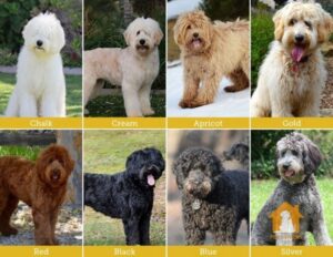 Một số màu phổ biến của các loại chó Poodle