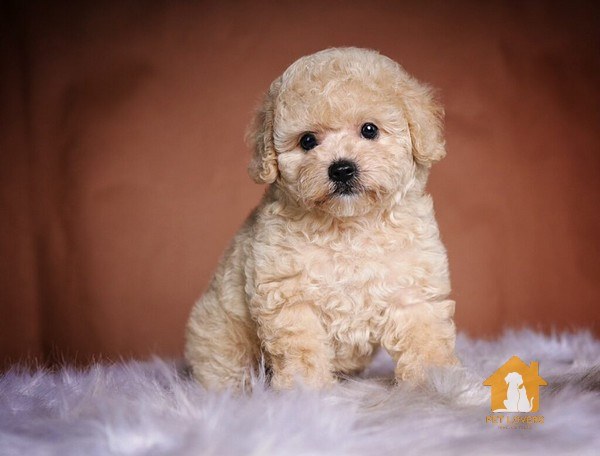 Chó Poodle thực sự là giống chó đa năng và đầy năng lượng