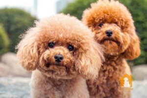 Chó Poodle giá 5 triệu