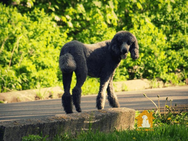 Standard Poodle kích thước ngoại hình lớn nhất trong dòng họ Poodle