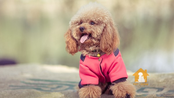 Cách nấu thức ăn cho chó Poodle với Bánh khoai mỡ phô mai