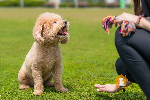 Cân nhắc về số tiền mình có trước khi đi mua Poodle