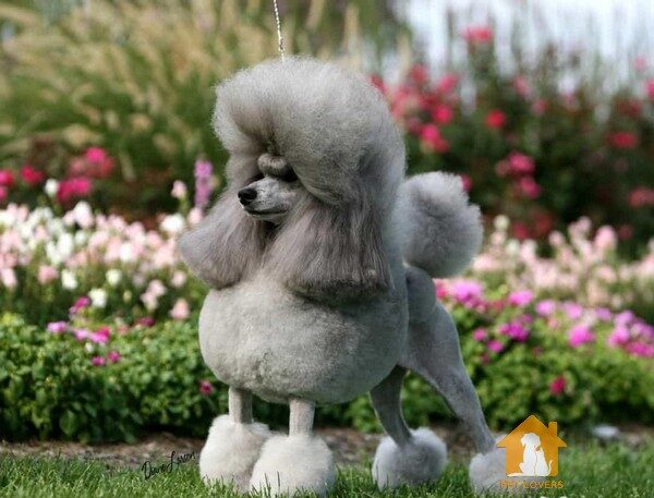 Chú chó Poodle màu xám dễ thương