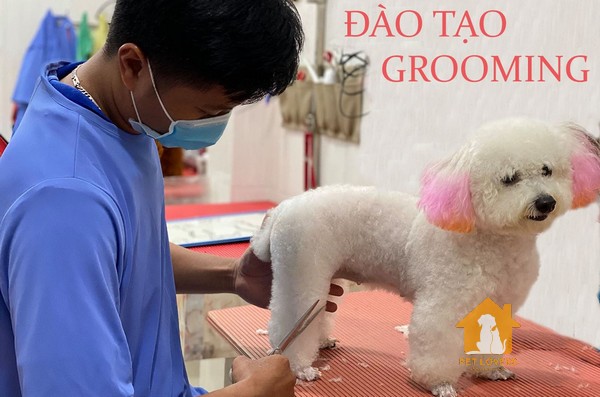 Tự cắt tỉa lông chó poodle vừa rẻ vừa dễ