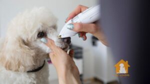 Nhược điểm của cạo lông máu cho chó Poodle