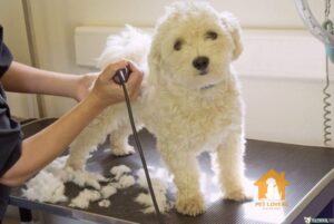 Cắt tỉa lông chó Poodle từ trước ra sau