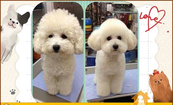 Địa chỉ mua chó Poodle vàng mơ thuần chủng