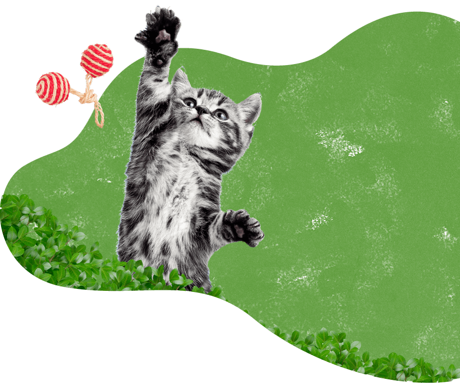 cat_green_background