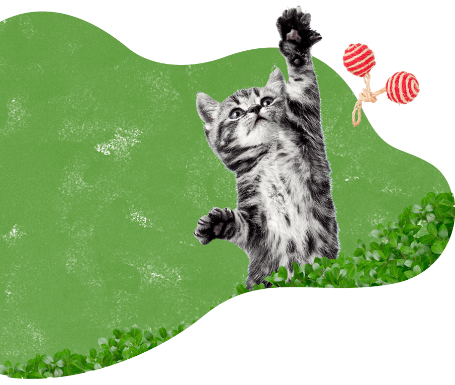 cat_green_background