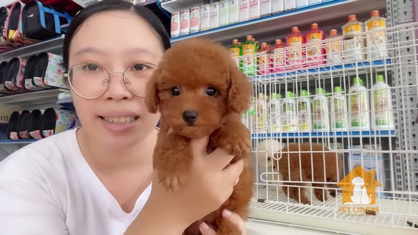 Cách chọn mua chó Poodle nâu dễ dàng