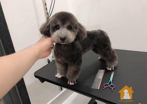 Poodle là một trong những giống chó được yêu thích và nuôi nhiều tại Việt Nam hiện nay