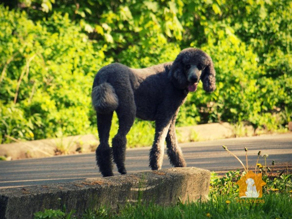 Standard Poodle - chó Poodle lớn nhất trong gia đình chó Poodle