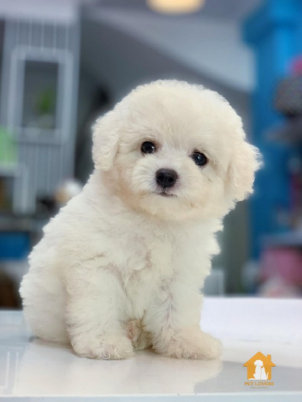 Tiny Poodle cực kỳ thông minh xinh xắn và đáng yêu