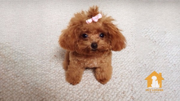 Tiny Poodle và Teacup Poodle (size chó Poodle siêu nhỏ)