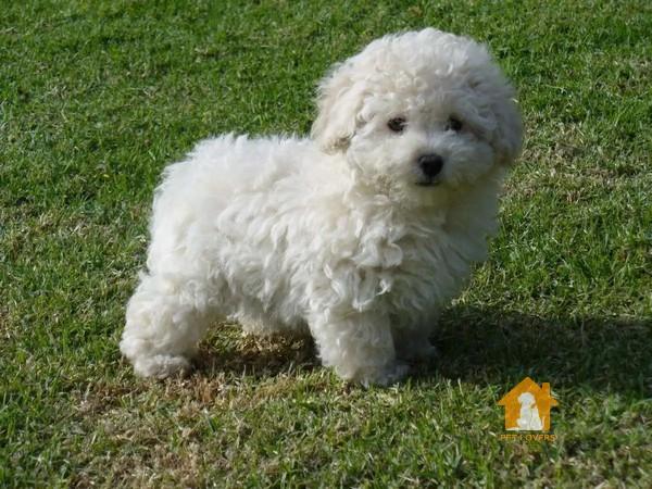 Chó Poodle tiny giá bao nhiêu?