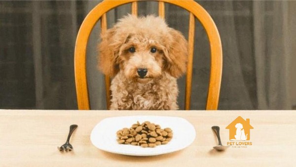 Cần chú ý những loại thực phẩm mà chó Poodle không được ăn