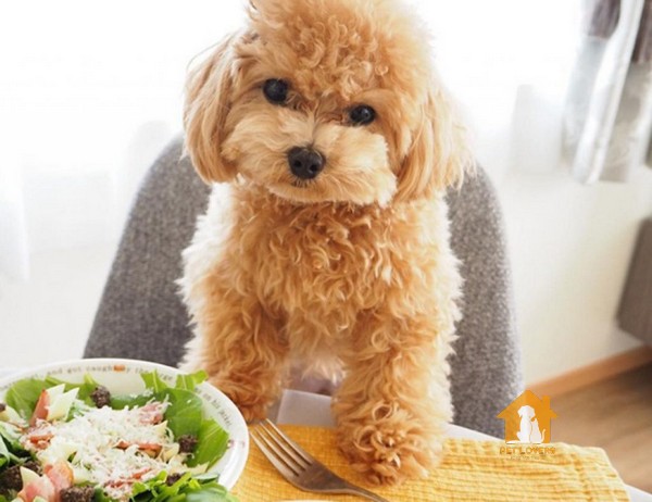 Nên bổ sung thêm cho chó Poodle những thực phẩm chứa axit béo và Omega 3 