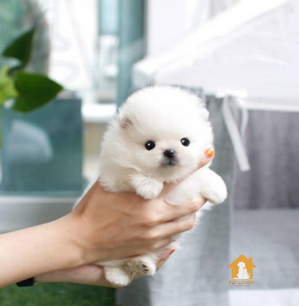 Chó Poodle trắng giá bao nhiêu hiện nay?