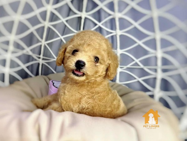 Poodle Teacup dễ ốm, dễ bị thương, tuổi thọ ngắn