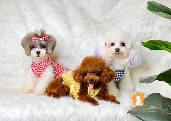 Tìm hiểu kỹ về cách chọn chó Poodle