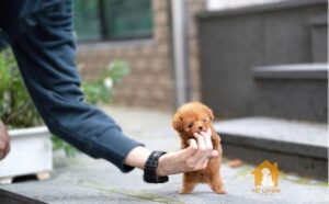 Ngoại hình của chó Poodle Tiny siêu nhỏ