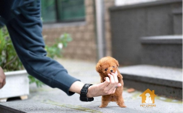 Chó Poodle teacup - giống chó nhỏ nhắn, dễ thương đáng mua nhất