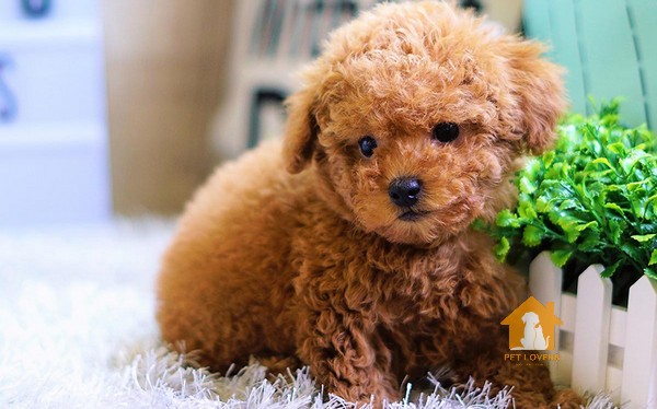 Đặt tên cho chó Poodle theo những món ăn