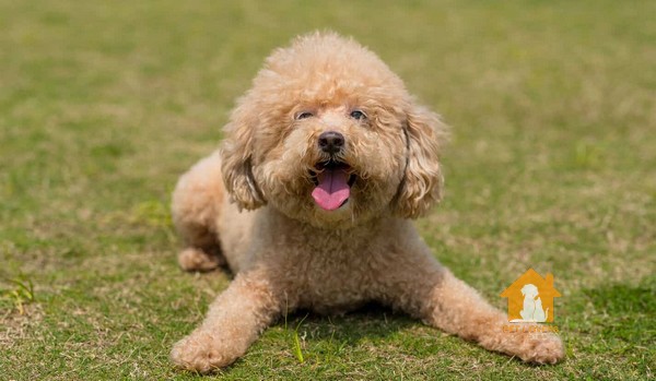 Nguồn gốc chó Poodle