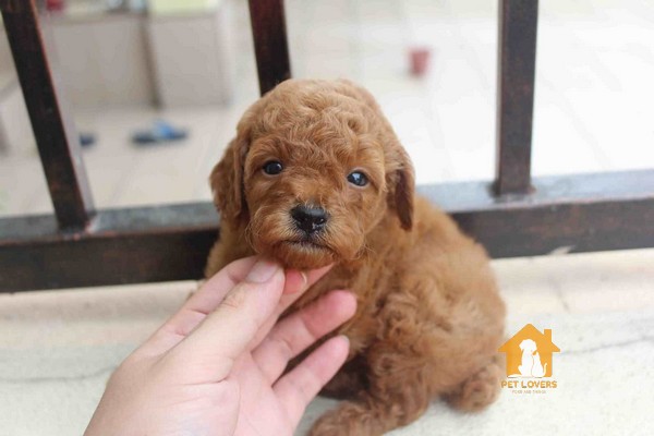 Hình ảnh chó Tiny Poodle