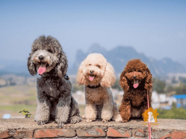 Đặt tên cho chó Poodle độc lạ mà vẫn cực dễ thương