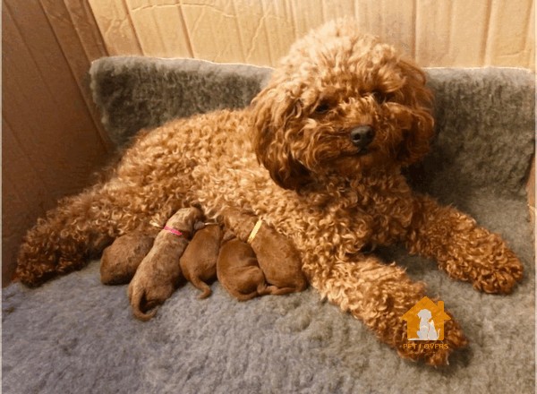 Dấu hiệu chó Poodle mang thai luôn không phải ai cũng biết