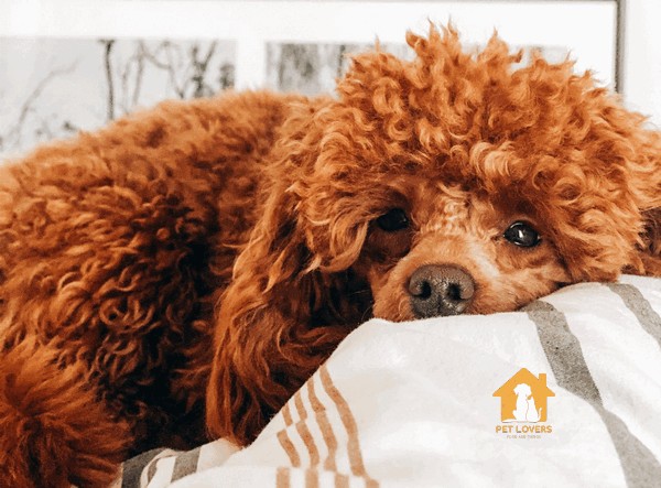 Chó Poodle 5 triệu có sức khỏe yếu hơn một số giống khác