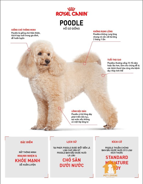 Một số thông tin cơ bản về chó Poodle mà bạn cần nắm