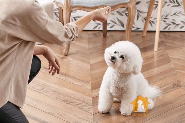 Huấn luyện chó Poodle tha đồ về cho bạn