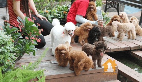 Chó Poodle giá 5 triệu được ưa chuộng là vì tính phổ biến và dễ dàng tìm mua