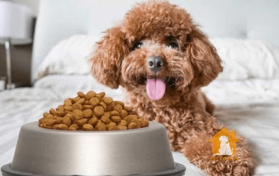 Chó Poodle cần một chế độ ăn uống phù hợp với độ tuổi và tình trạng sức khỏe của từng con