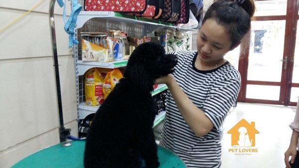 Một số cách chăm sóc, vệ sinh cho chó Poodle