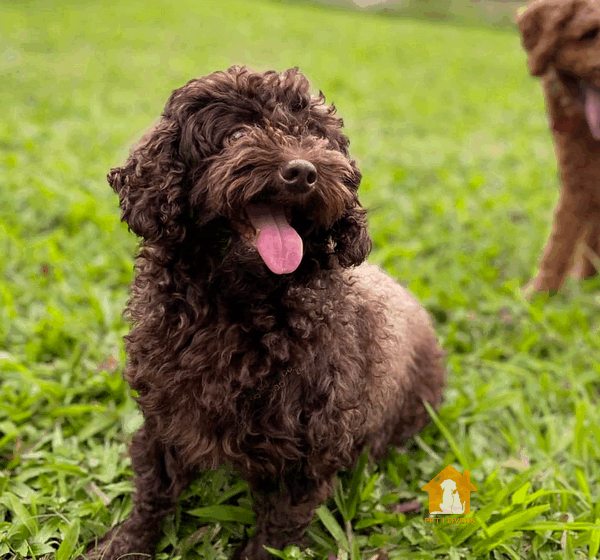 Dấu hiệu cho thấy chó Poodle cái đã đến thời kỳ phát dục