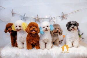 Phối giống chó Poodle có nhiều màu khác nhau