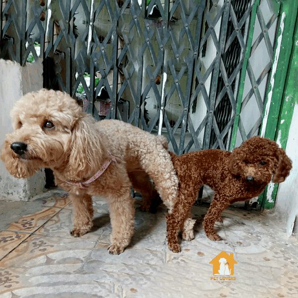 Phối giống chó Poodle là rất quan trọng để đảm bảo chất lượng cuộc sống của cún cưng