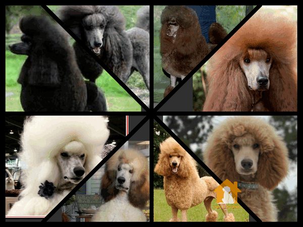 Kinh nghiệm phối giống chó Poodle từ A đến Z 