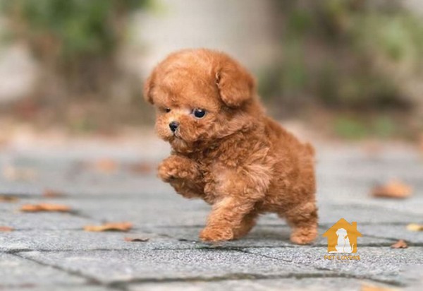 Kích cỡ là yếu tố ảnh hưởng đến giá chó Poodle