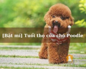 Tuổi thọ của chó Poodle là bao nhiêu?