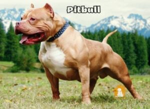 chó Pitbull