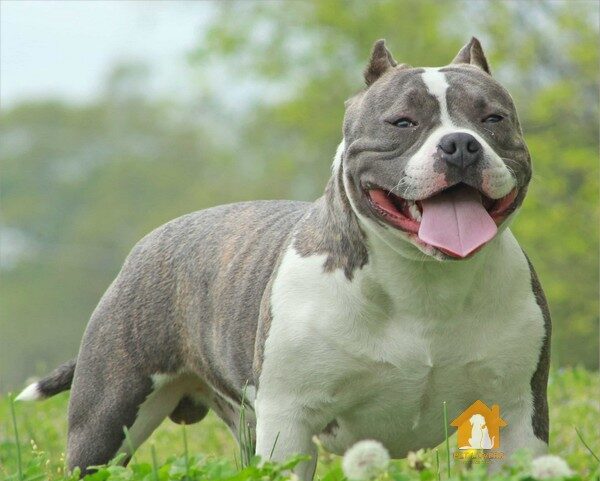 Chó Bully American là hậu duệ của chó Pitbull