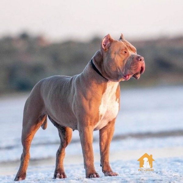 American Staffordshire Terrier